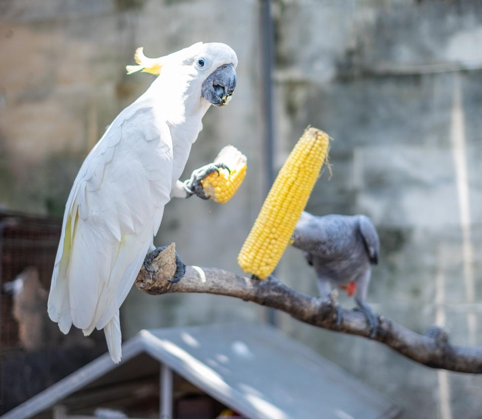 Parrot was Eating Corn